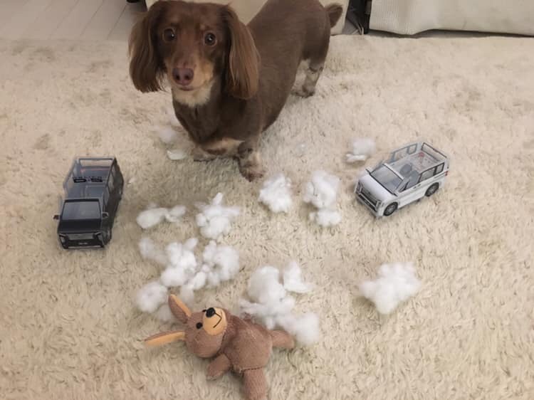  kaz兄さんが投稿したdog tuneに関するカスタム事例の投稿画像2枚目