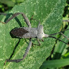 Leaf footed bug