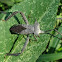 Leaf footed bug