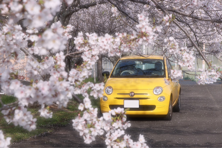 500の白山神社・香川・桜コラボ・桜と愛車・サクラと愛車に関するカスタム事例の投稿画像4枚目