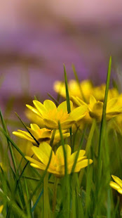 Plants HD Wallpapers(圖1)-速報App
