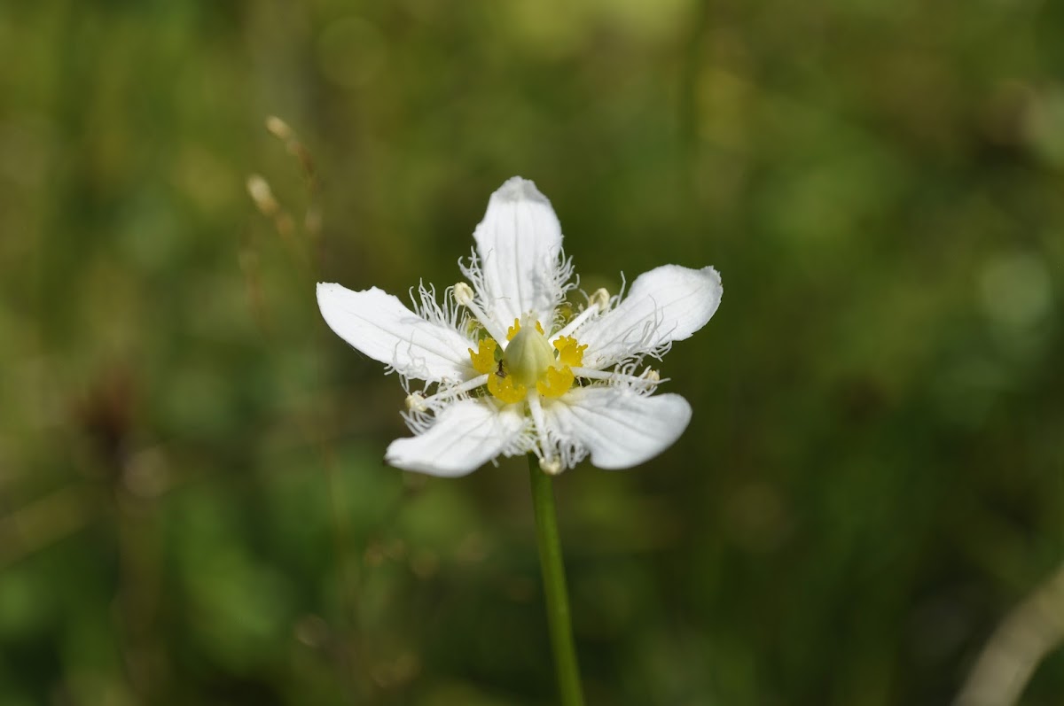 Fringed grass of parnassus