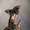 Mangrove Buckeye