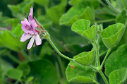 Geraniums such as pelargonium cucullatum are flowering 11.6 days earlier than they did at the turn of the 19th century due to higher temperatures in the Cape Floristic Region.