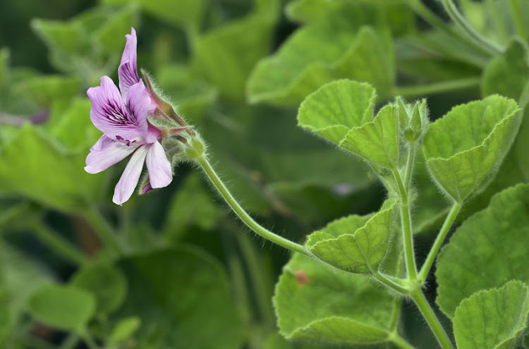 Geraniums such as pelargonium cucullatum are flowering 11.6 days earlier than they did at the turn of the 19th century due to higher temperatures in the Cape Floristic Region.