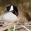 Canada Goose