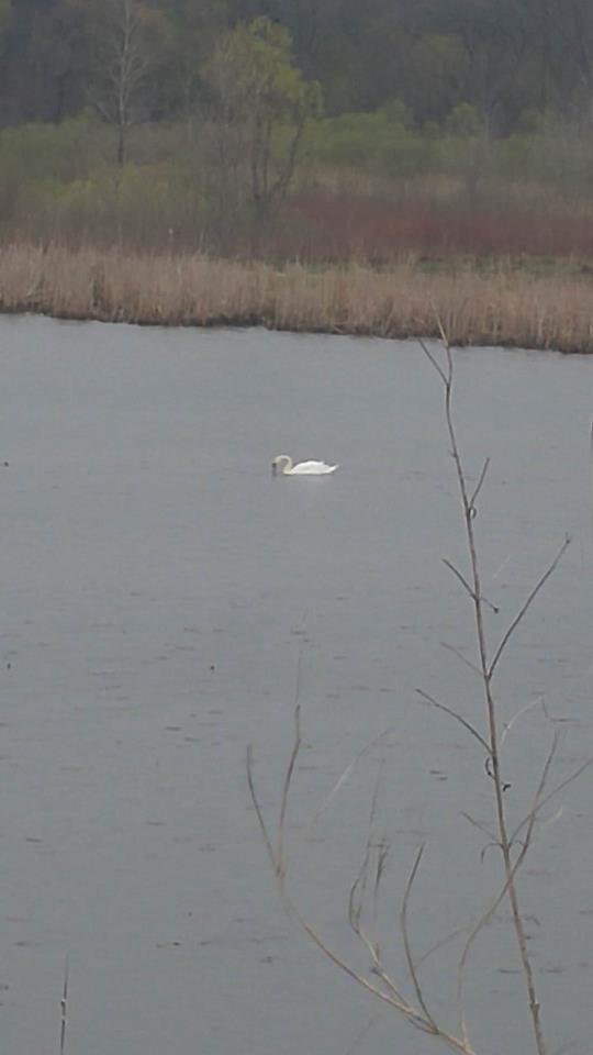 Mute Swan