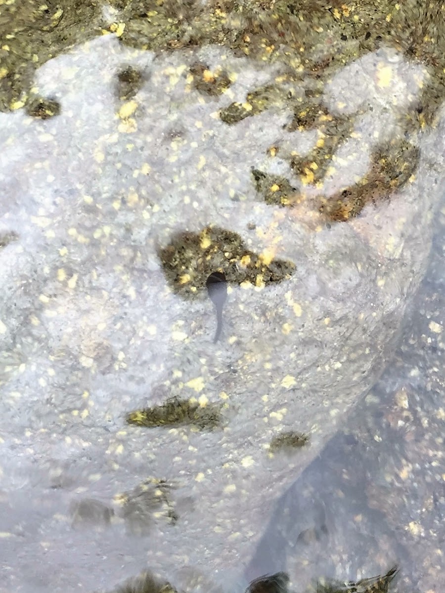 Tadpole