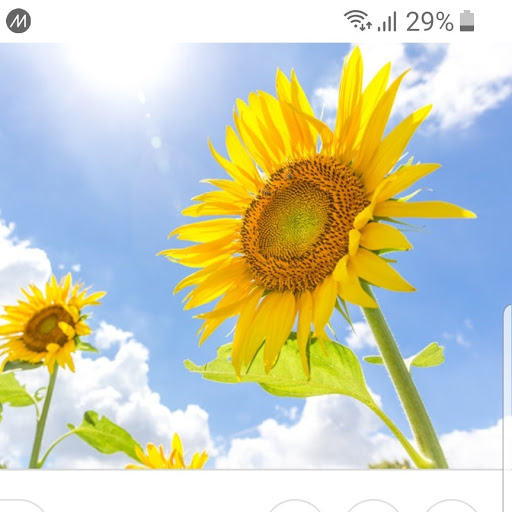 🌻ひまわり