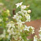 Bedstraw