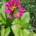 Horace's Duskywing