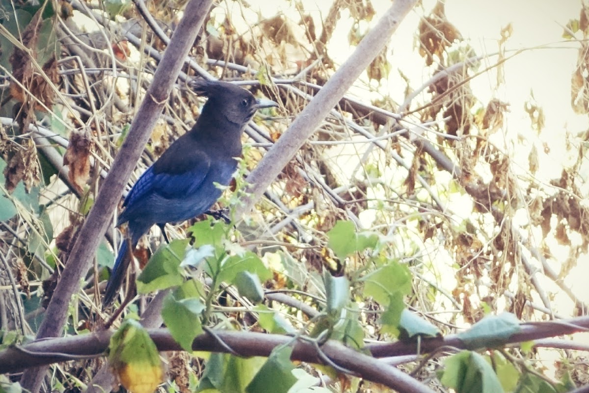 Steller's jay