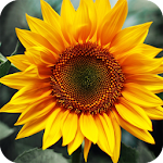 Cover Image of Download Sunflower Wallpaper 4K Latest 1.02 APK