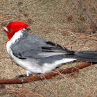 Crested Cardinal