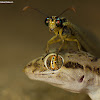 Sind Sand Gecko