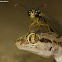 Sind Sand Gecko