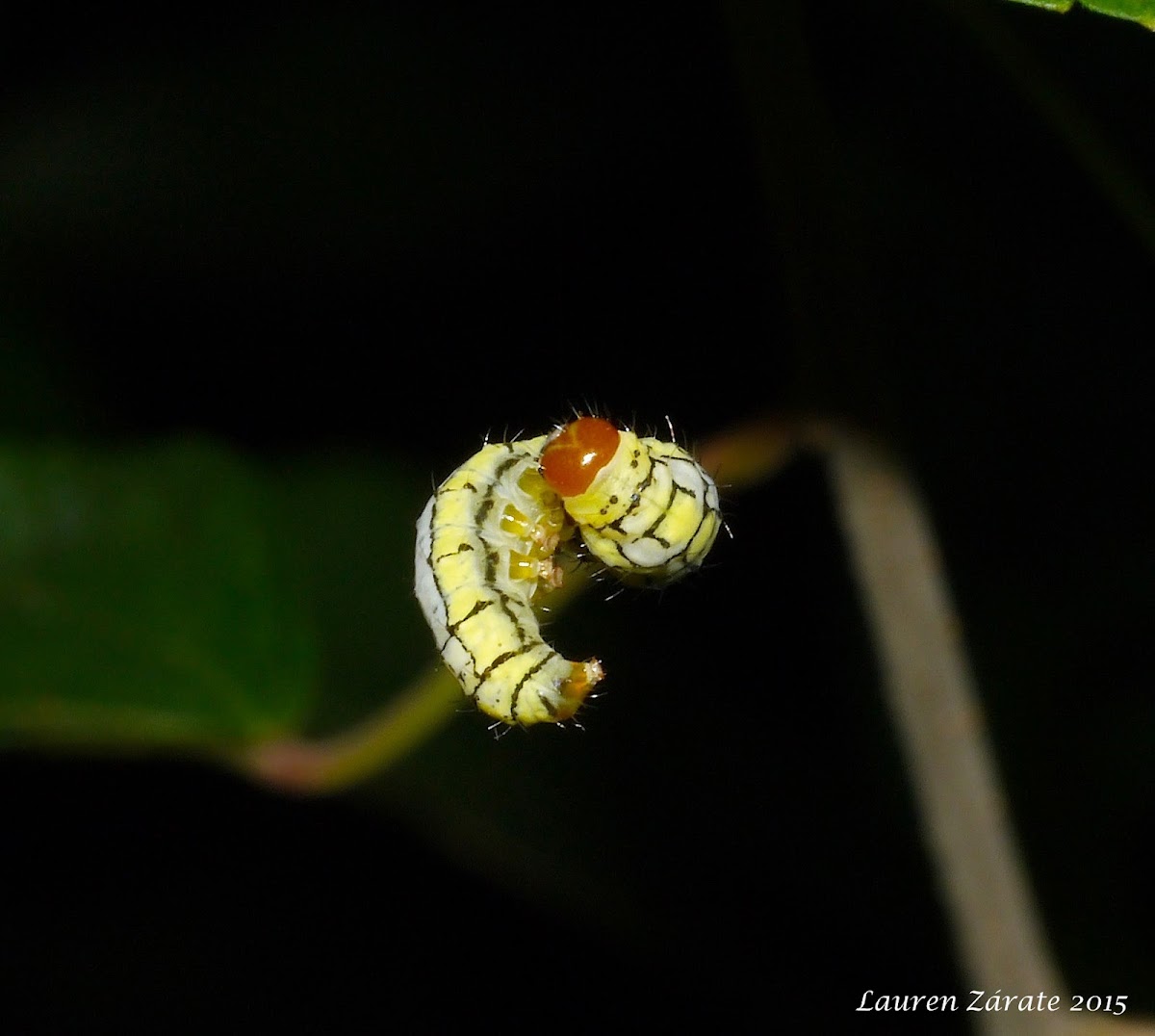 Hanging Caterpillar