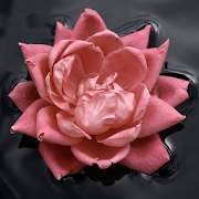 Flower Floating On Water LWP  Icon