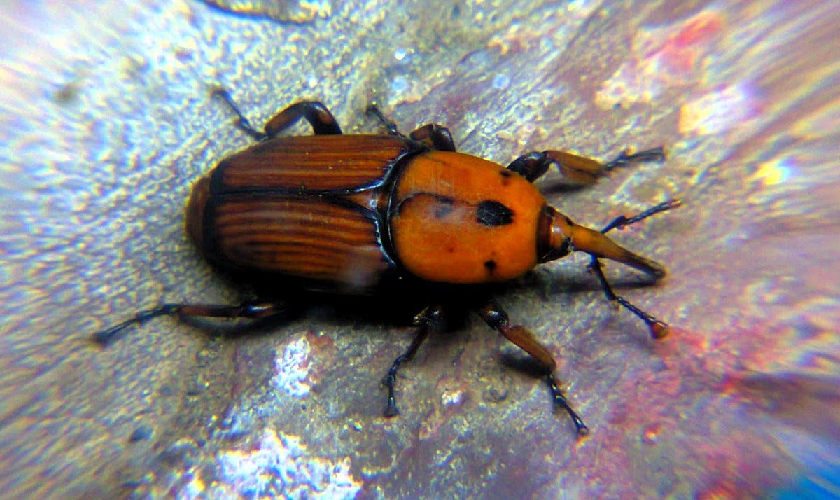 Asian Palm Weevil