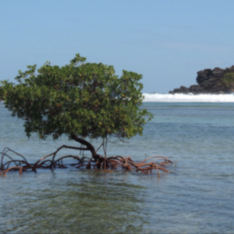 Red Mangrove