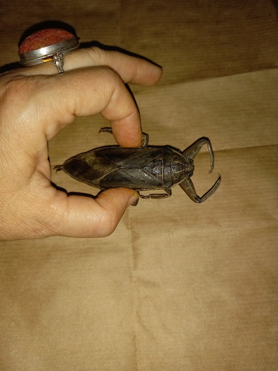 Lethocerus giant water bug