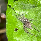 Funnel Weaver Spider