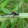 Yellow-tailed Ashy Skimmer or Common Chaser