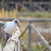 in equilibrio di 