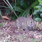 Eastern Cottontail