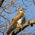 Red-tailed Hawk