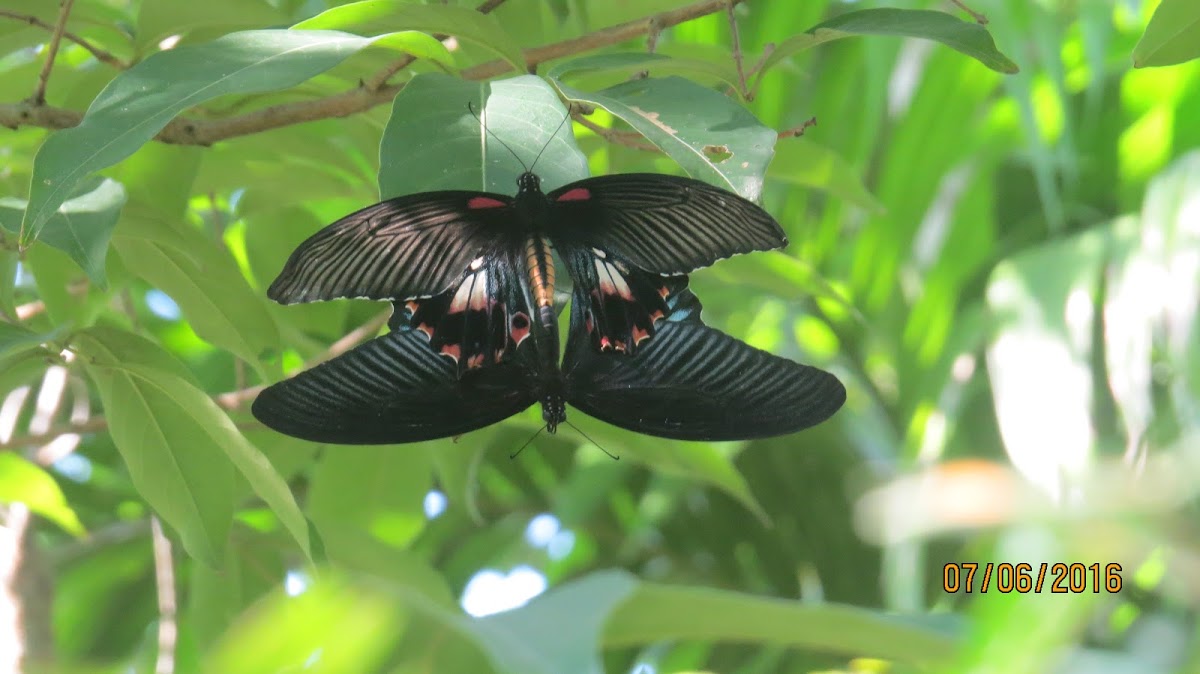 Great Mormon Butterflies (mating)