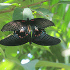 Great Mormon Butterflies (mating)