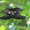 Great Mormon Butterflies (mating)