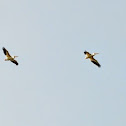 American White Pelican