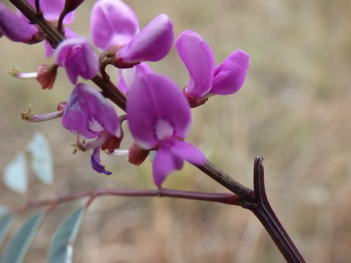 Australian indigo