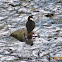 White-throated Dipper