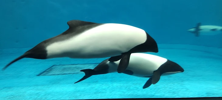 「鳥羽水族館に行ってきたよ！」のメインビジュアル