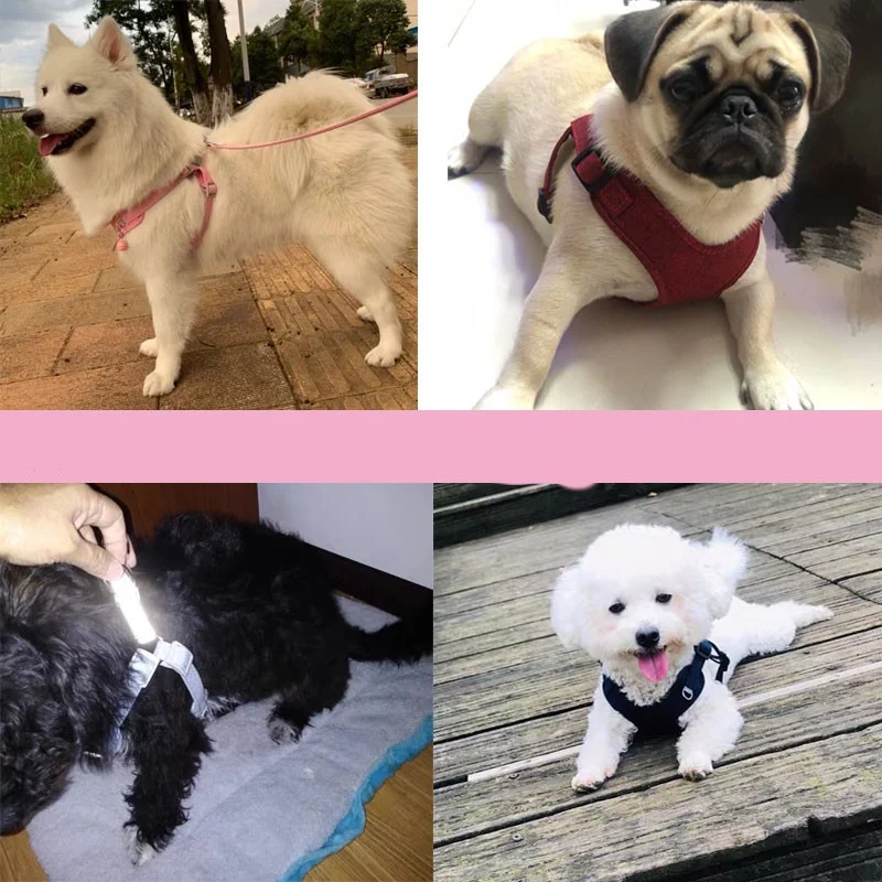 Laisse légère réfléchissante et antidérapante pour chiens. Offre sécurité et visibilité optimales lors des promenades, pour un contrôle assuré.