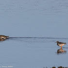 Redshank