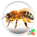 Bee Apk