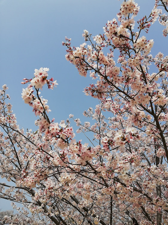 86の桜と愛車・桜とコラボに関するカスタム事例の投稿画像4枚目