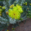 Whipple Cholla