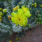 Whipple Cholla