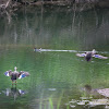 Spot Billed Duck