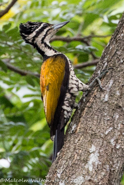 Common Flameback