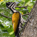 Common Flameback