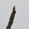 White-Fronted Falconet