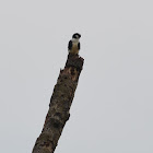 White-Fronted Falconet