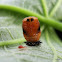 Harlequin ladybird pupa