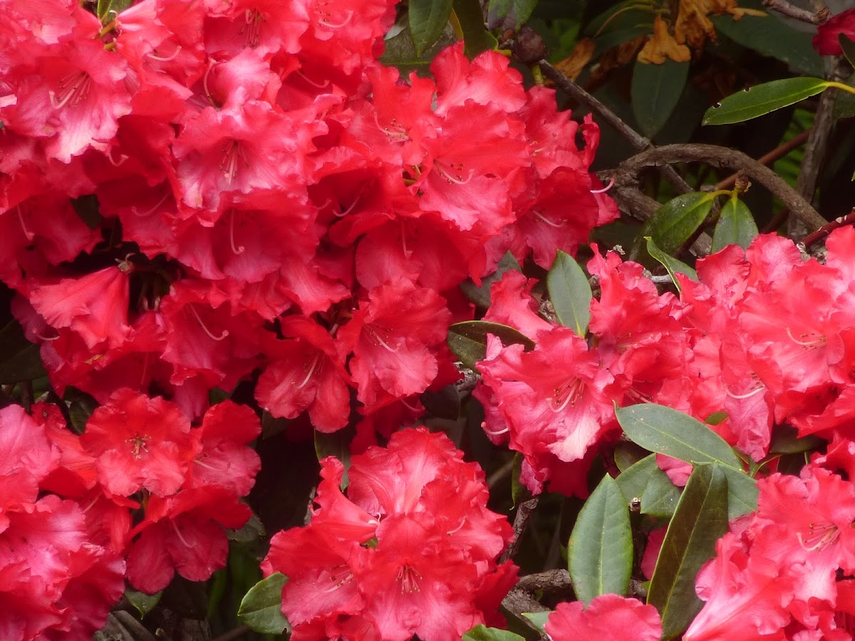 Rhododendron